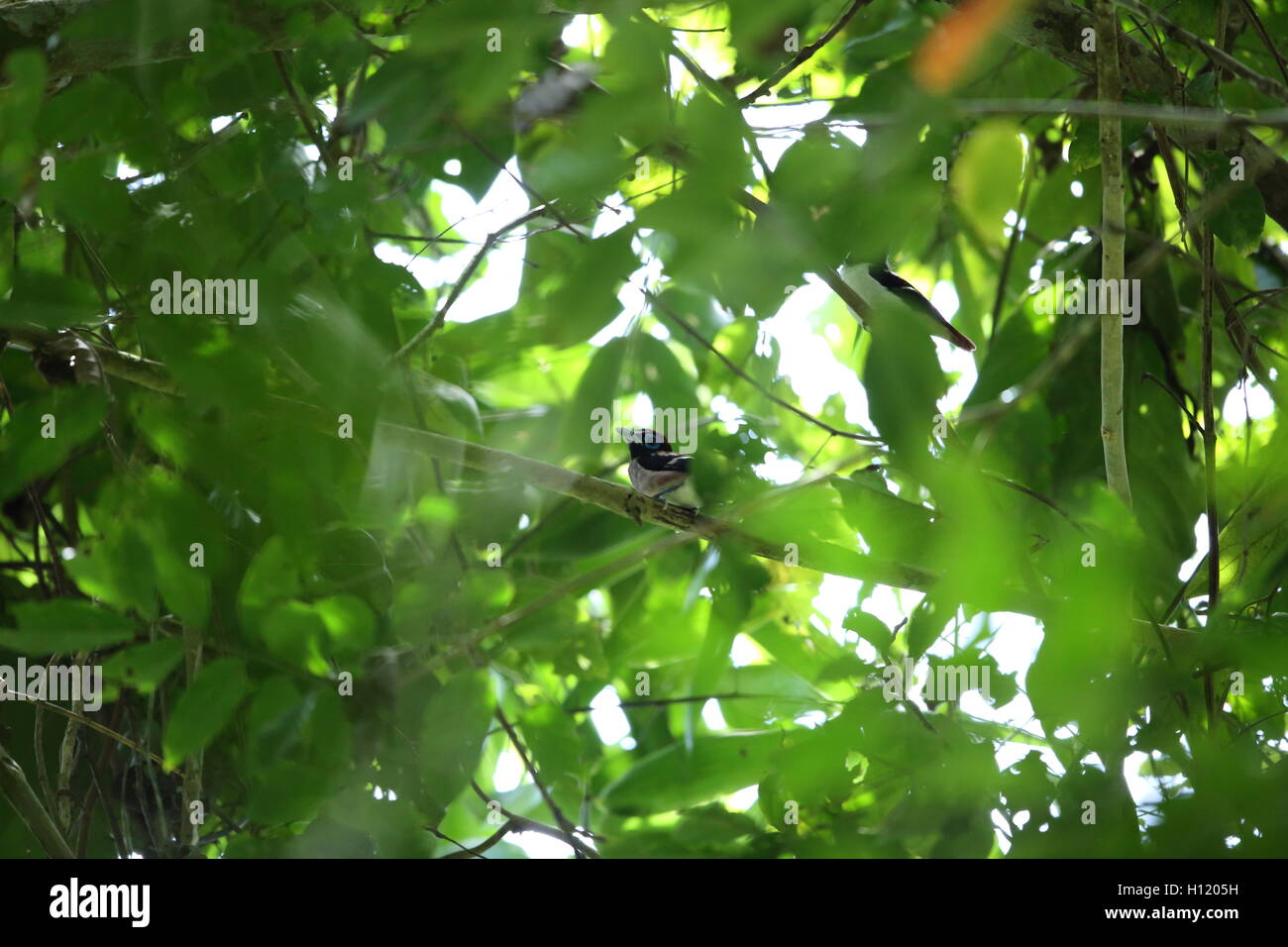 Visayan broadbill (Eurylaimus samarensis) in Bohol, Philippines Stock