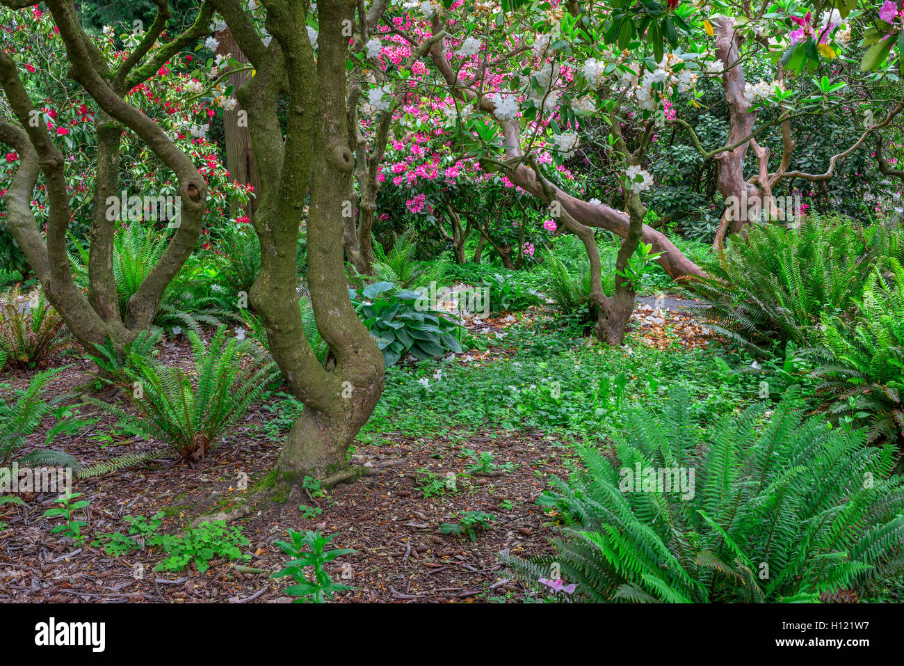 USA, Oregon, Portland, Crystal Springs Rhododendron Garden, Woody branches of rhododendrons in bloom and ferns in understory. Stock Photo