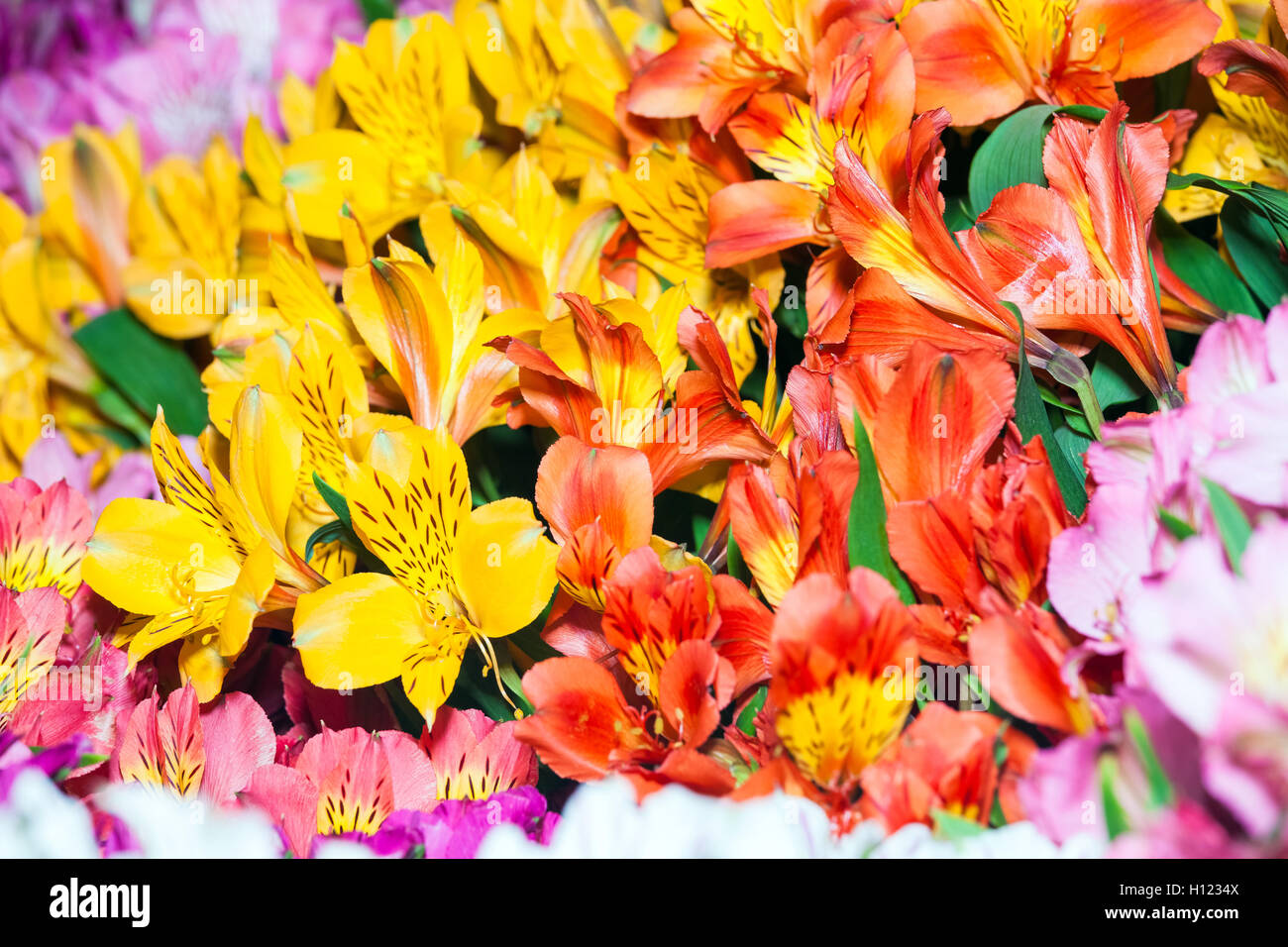 Alstroemeria flowers background Stock Photo - Alamy