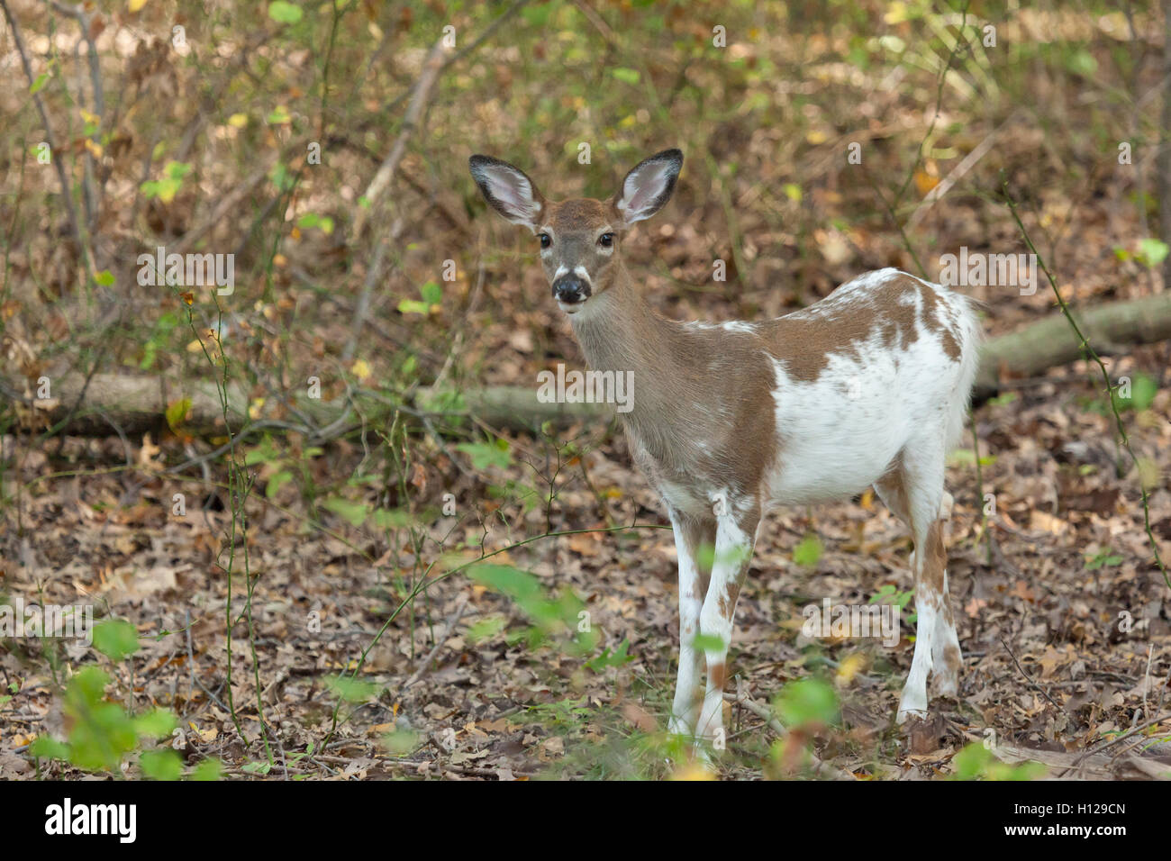 Piebald deer hires stock photography and images Alamy