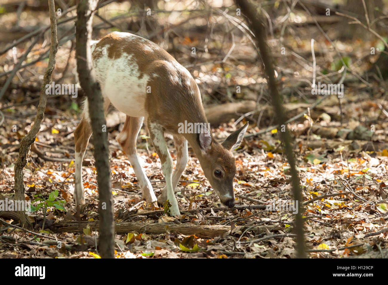 Piebald deer hi-res stock photography and images - Alamy