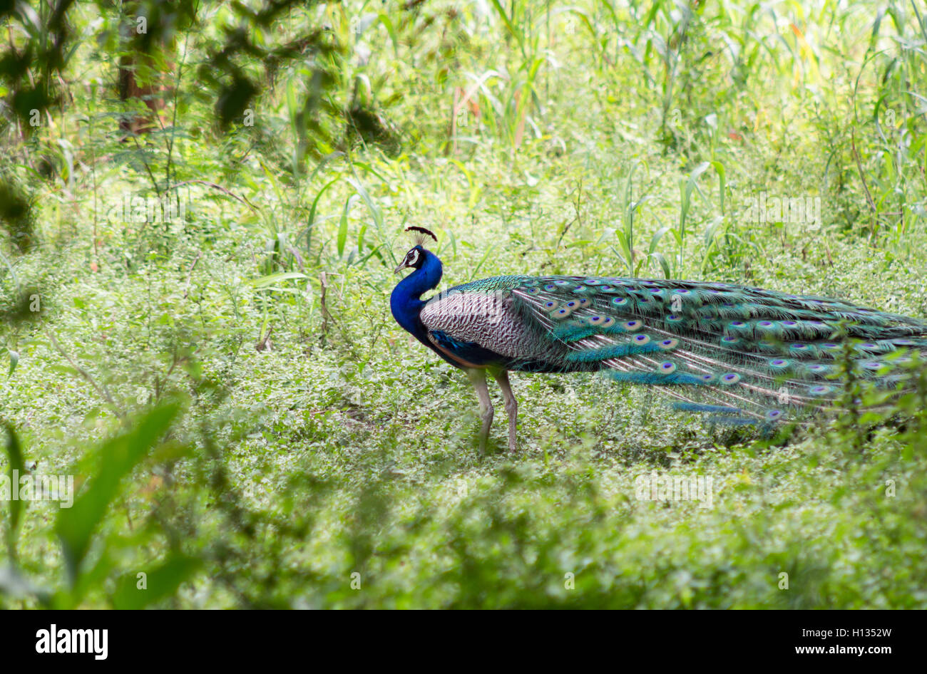 Indian peacock hi-res stock photography and images - Alamy