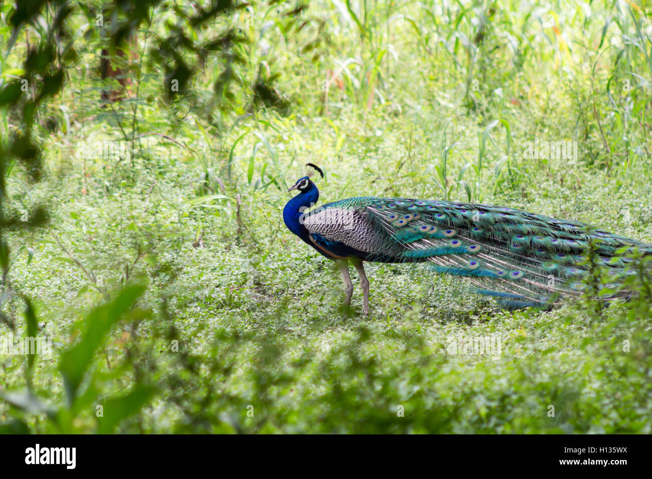 Peacock on a green grass Stock Photo - Alamy
