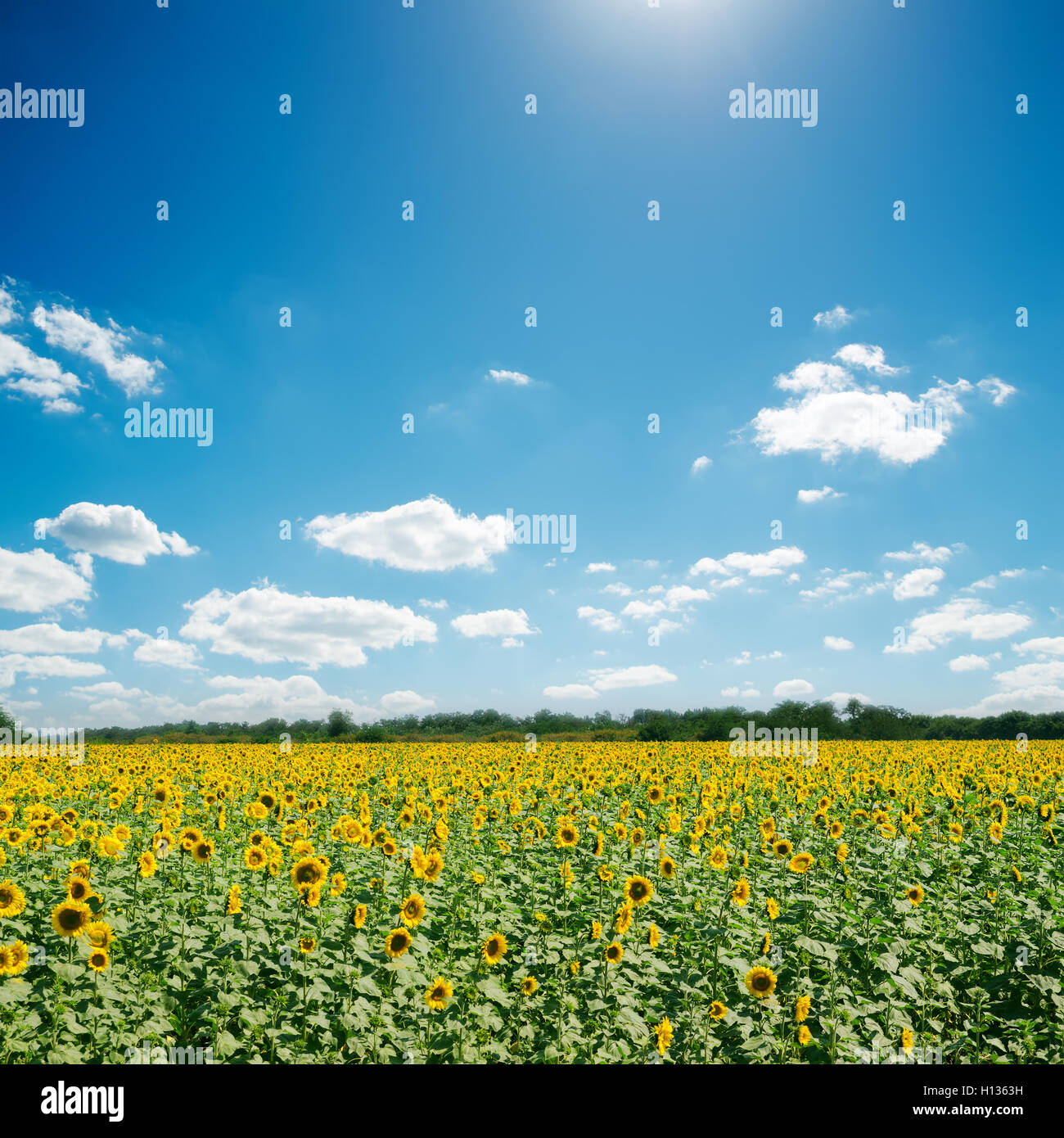 field with sunflowers and blue sunny sky Stock Photo - Alamy