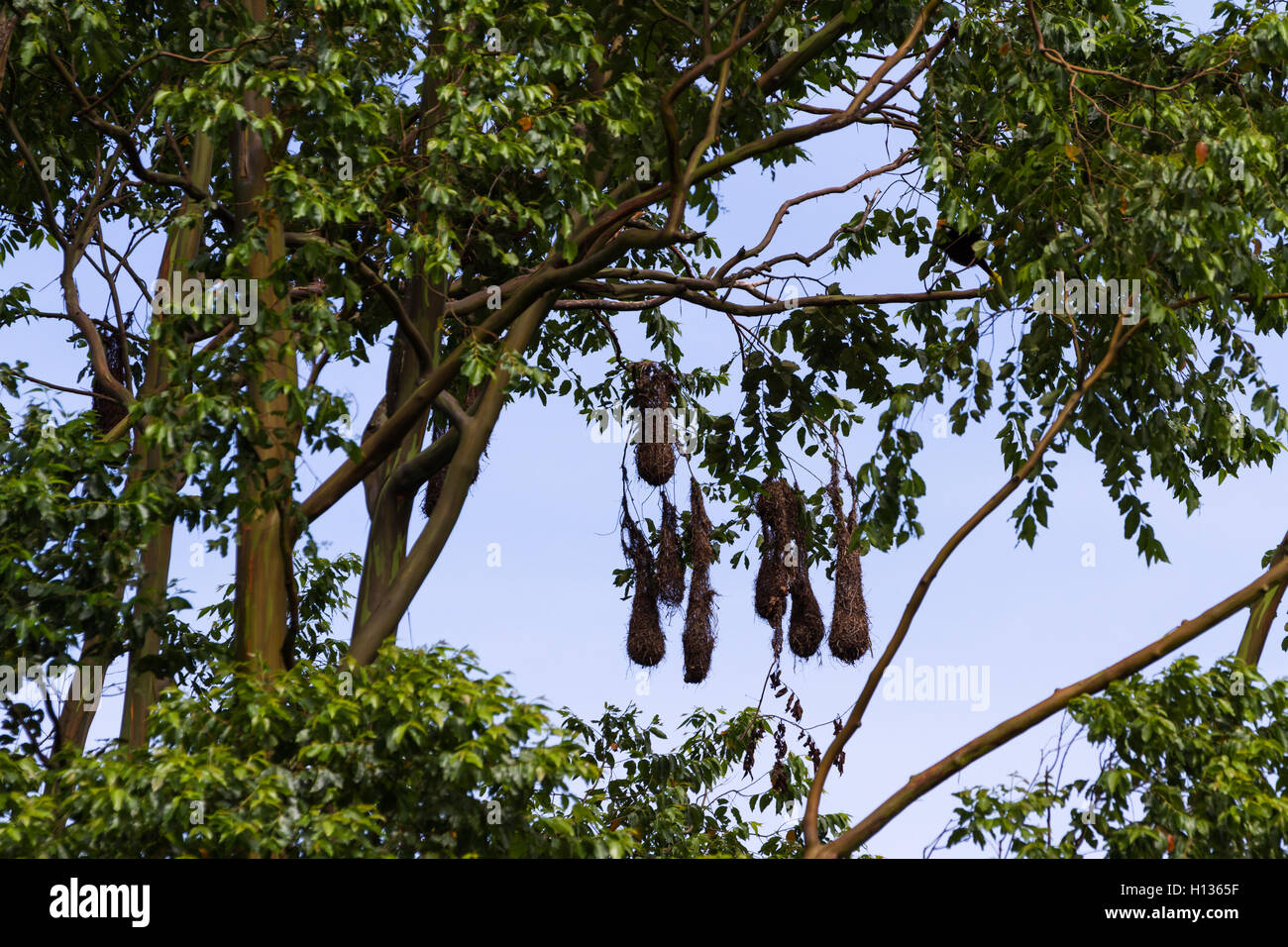 group of oropendola nests hanging form a very tall tree in Costa Rica Stock Photo