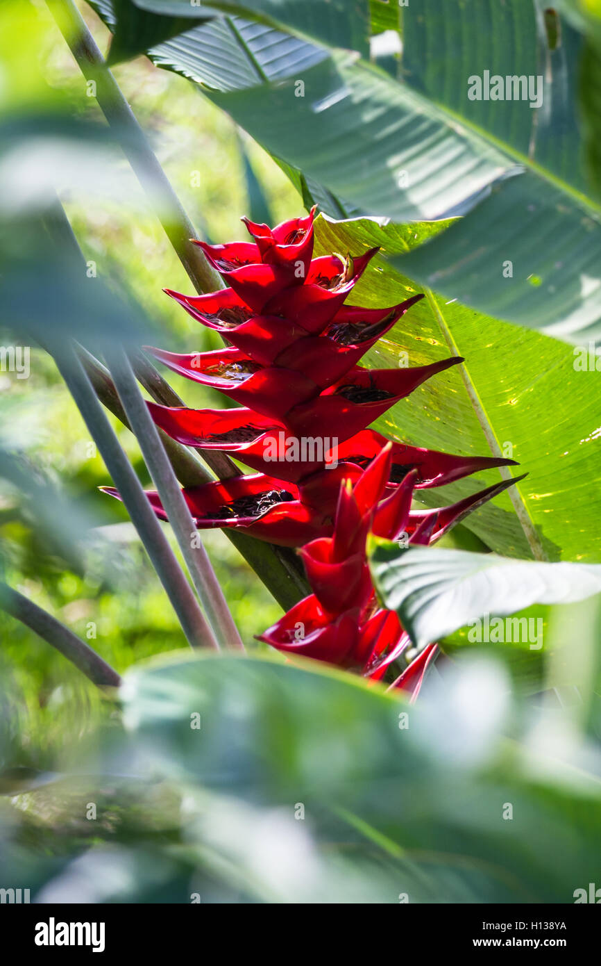 Heliconia Color
