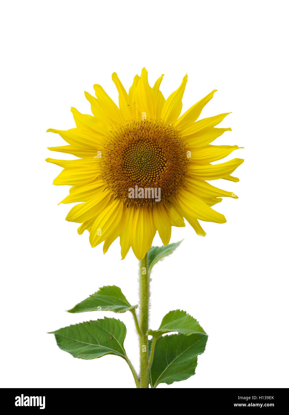 Sunflower blossoming isolate Stock Photo