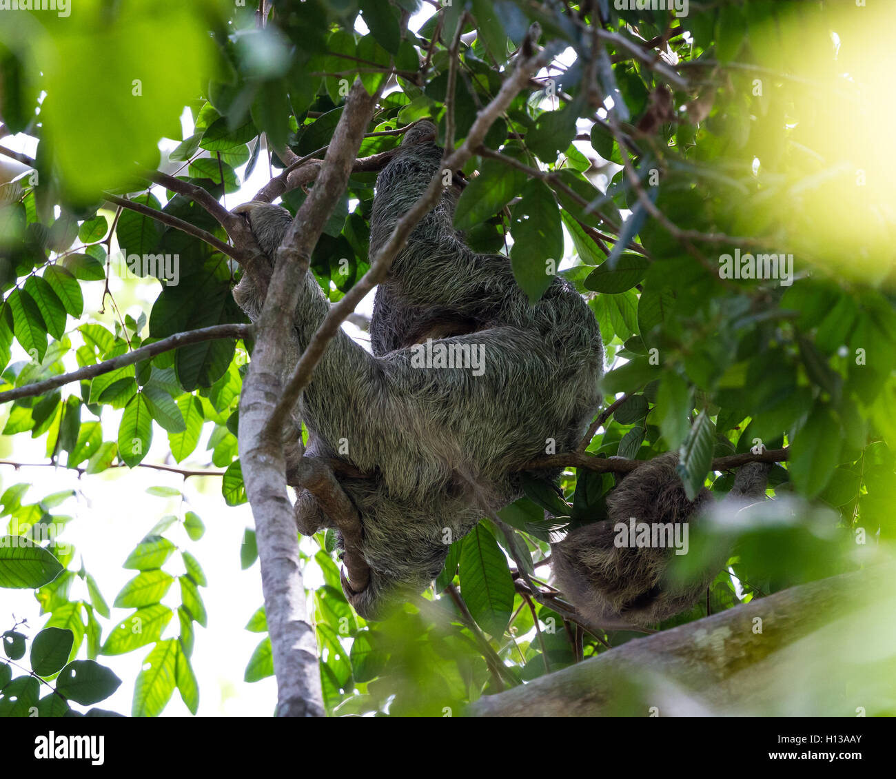 female three toed sloth in the costa rican rainforest hanging from a tree with her baby Stock Photo