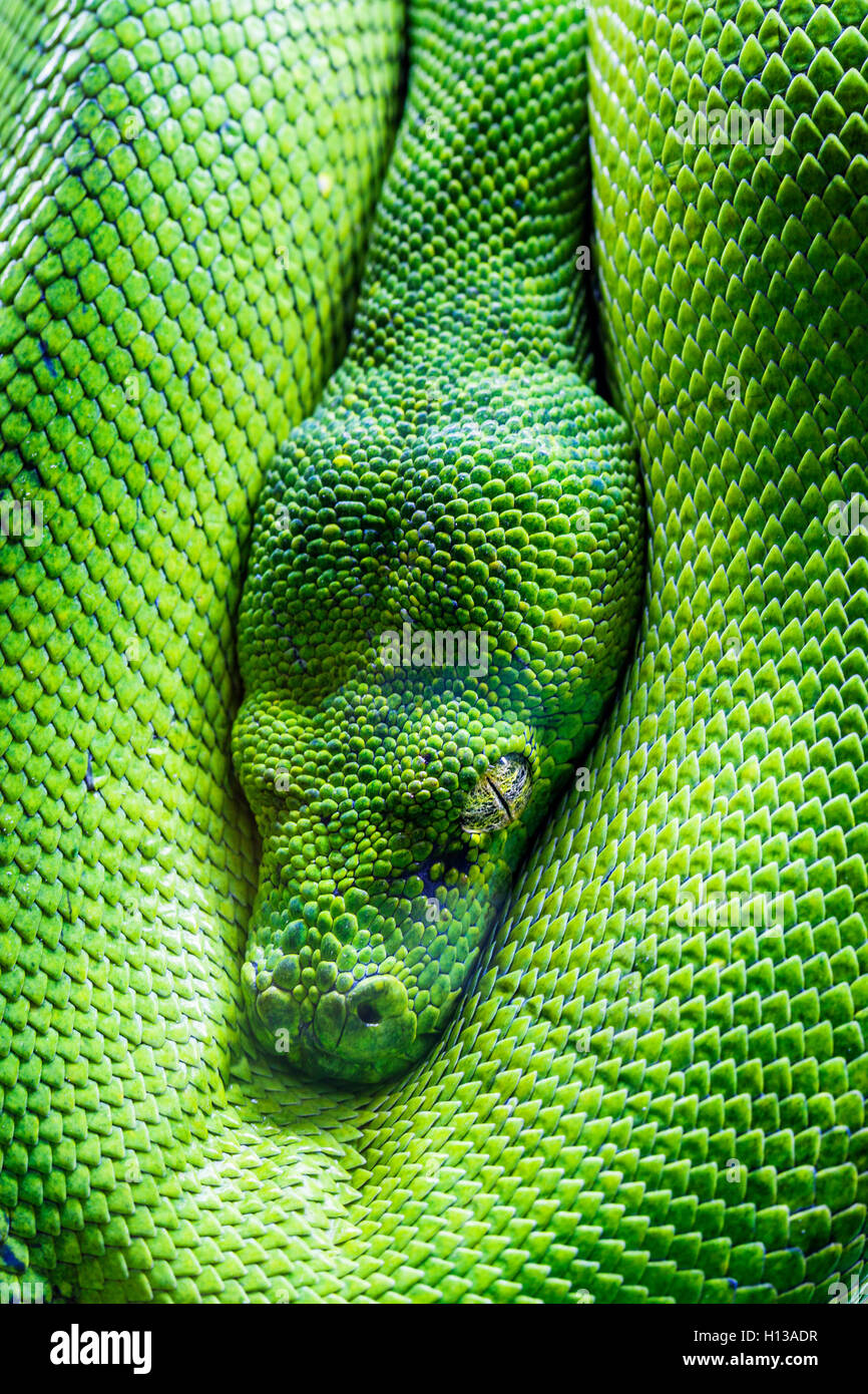 green tree python eye Stock Photo - Alamy