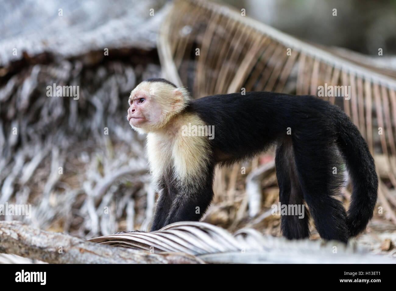 white faced monkey in Manuel Antonio natural park in Costa Rica Stock ...