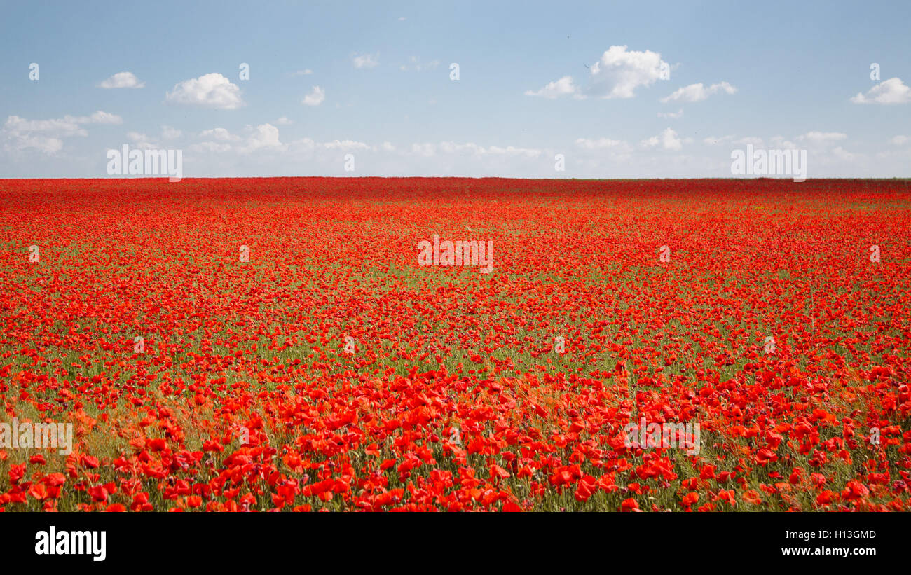 Red poppies field Stock Photo Alamy