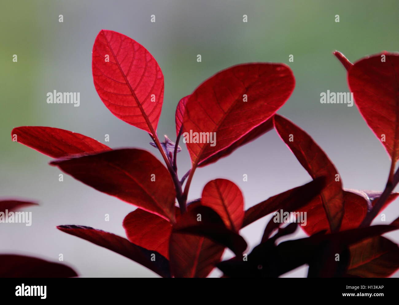 Red smoke tree hi-res stock photography and images - Alamy