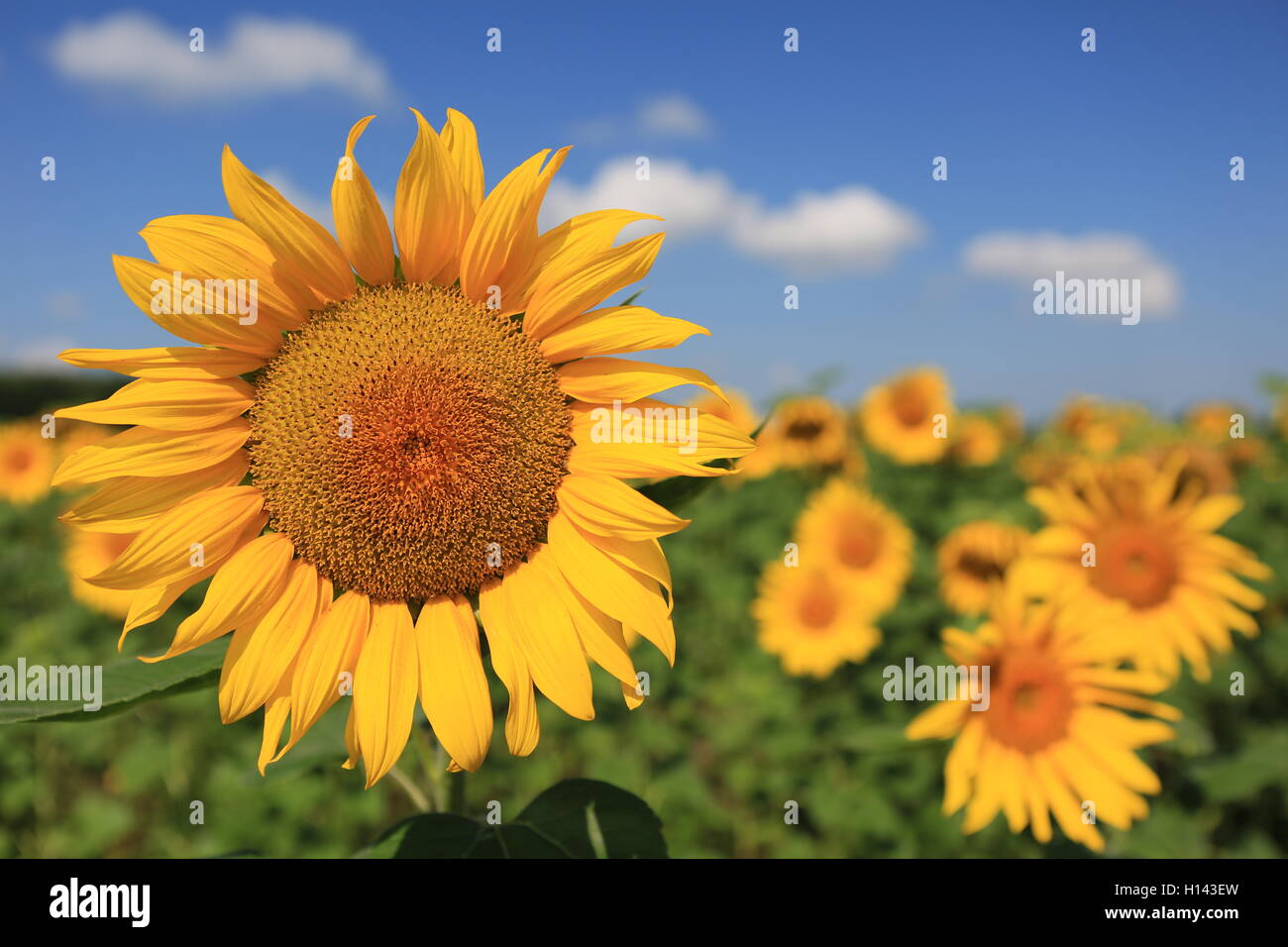 Sunflower in field, closeup Stock Photo - Alamy