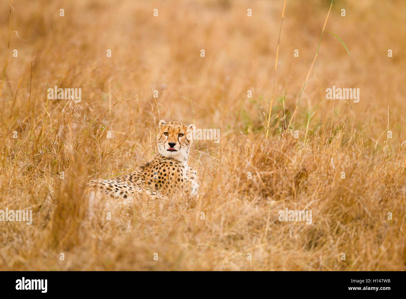 A cheetah lie amidst grass, with its tongue out,  and facing the camera Stock Photo