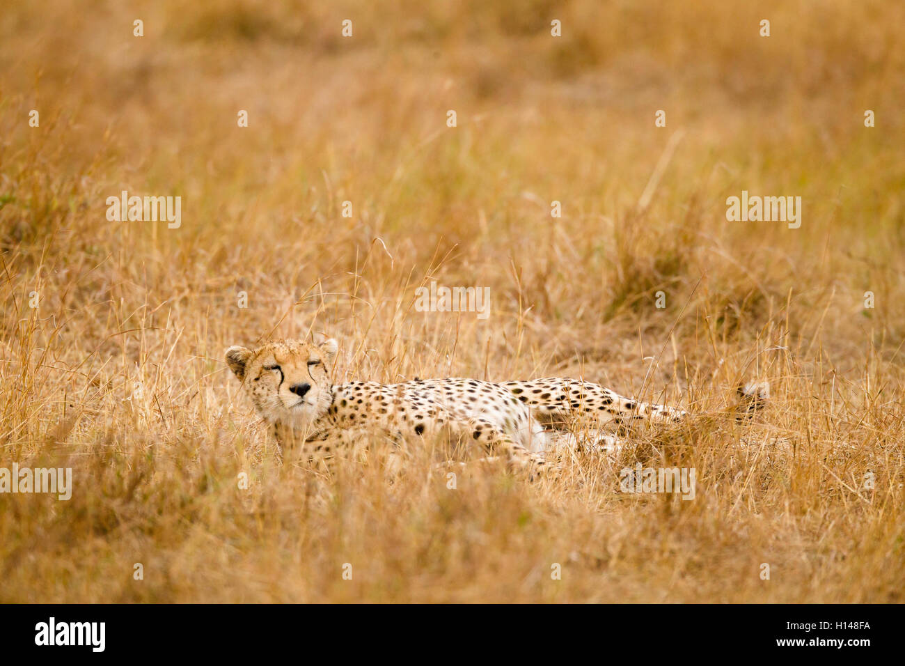 A cheetah lying in the grass Stock Photo