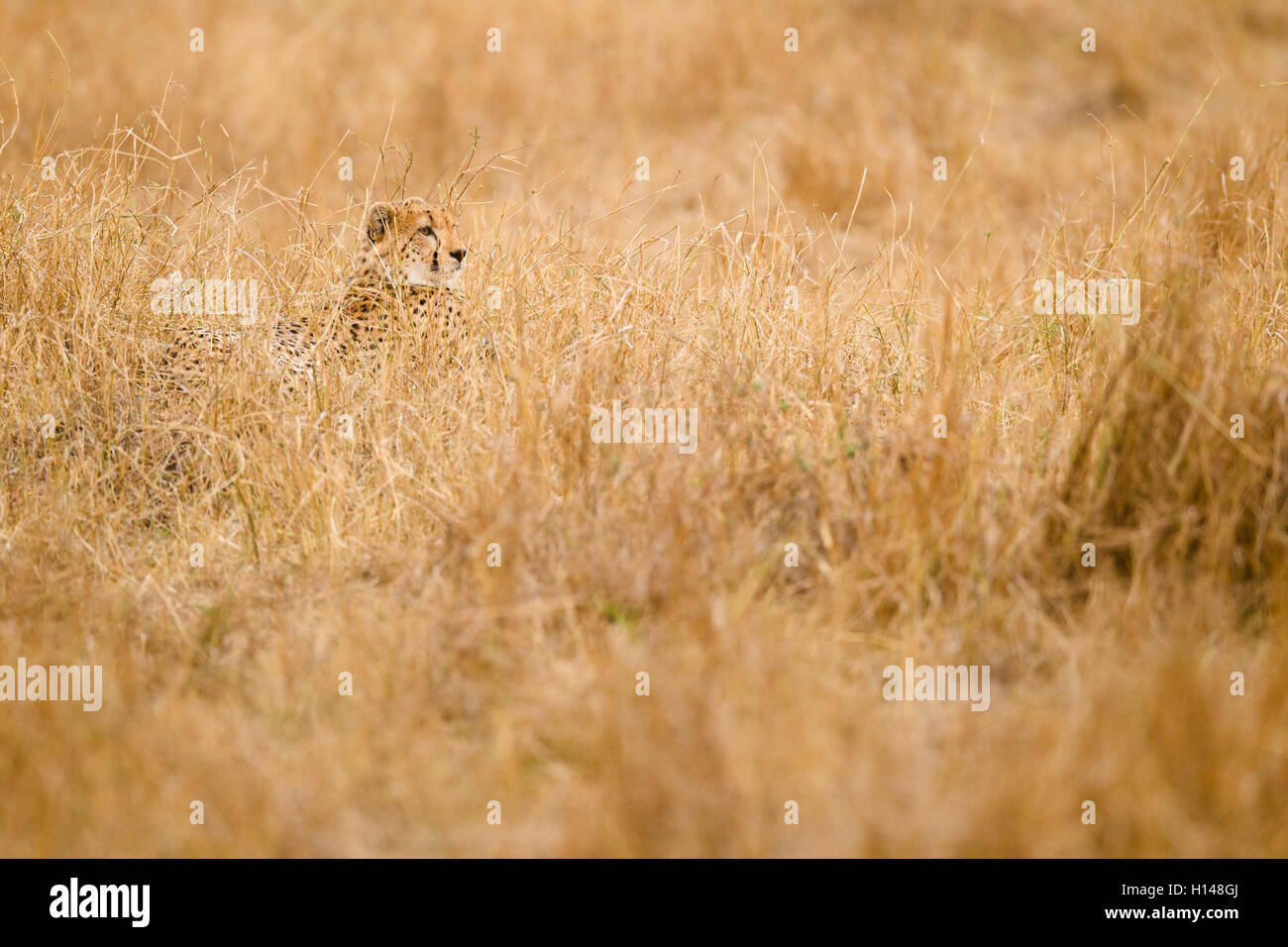 A cheetah hidden amidst grass Stock Photo