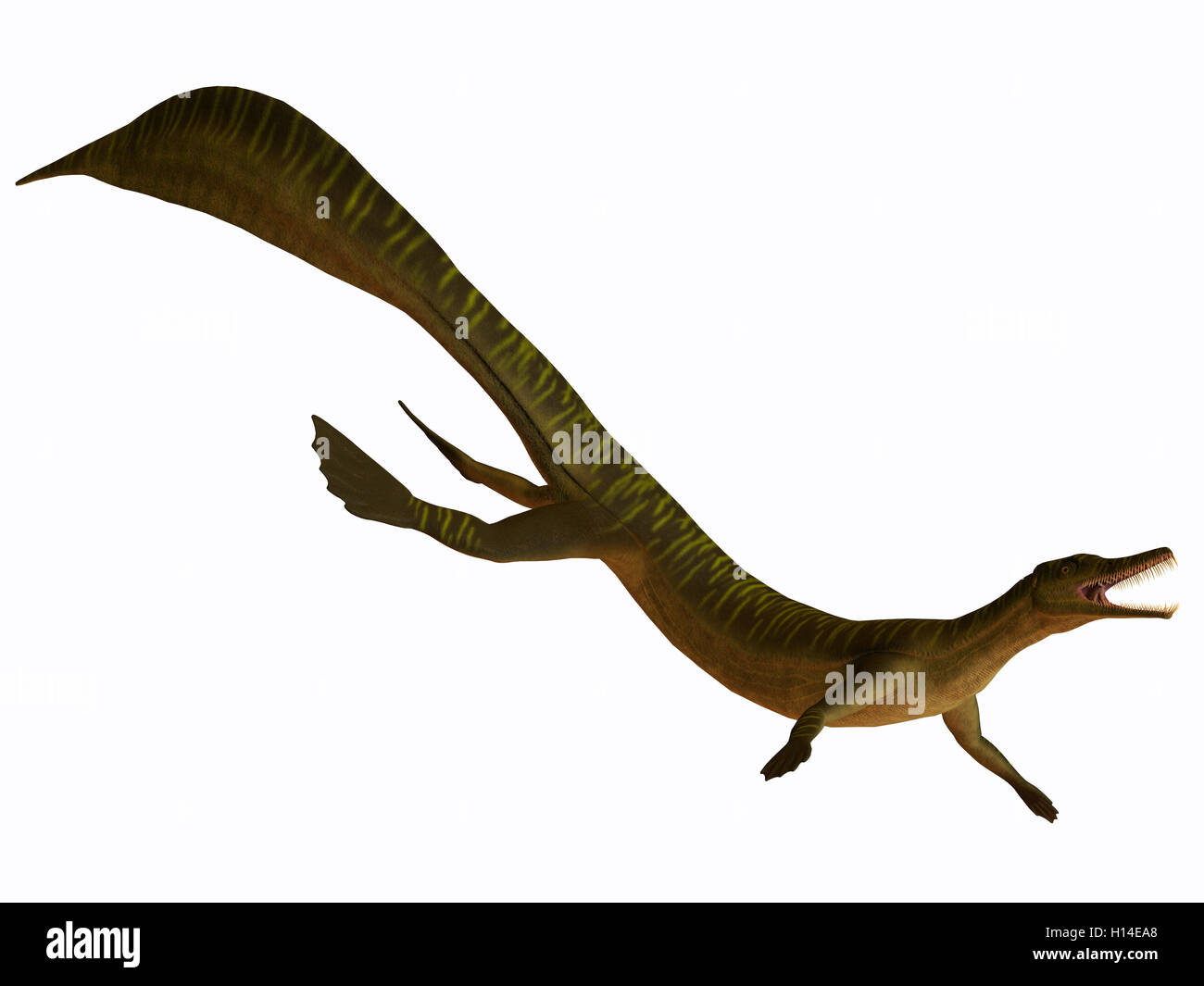 Mesosaurus on White Stock Photo