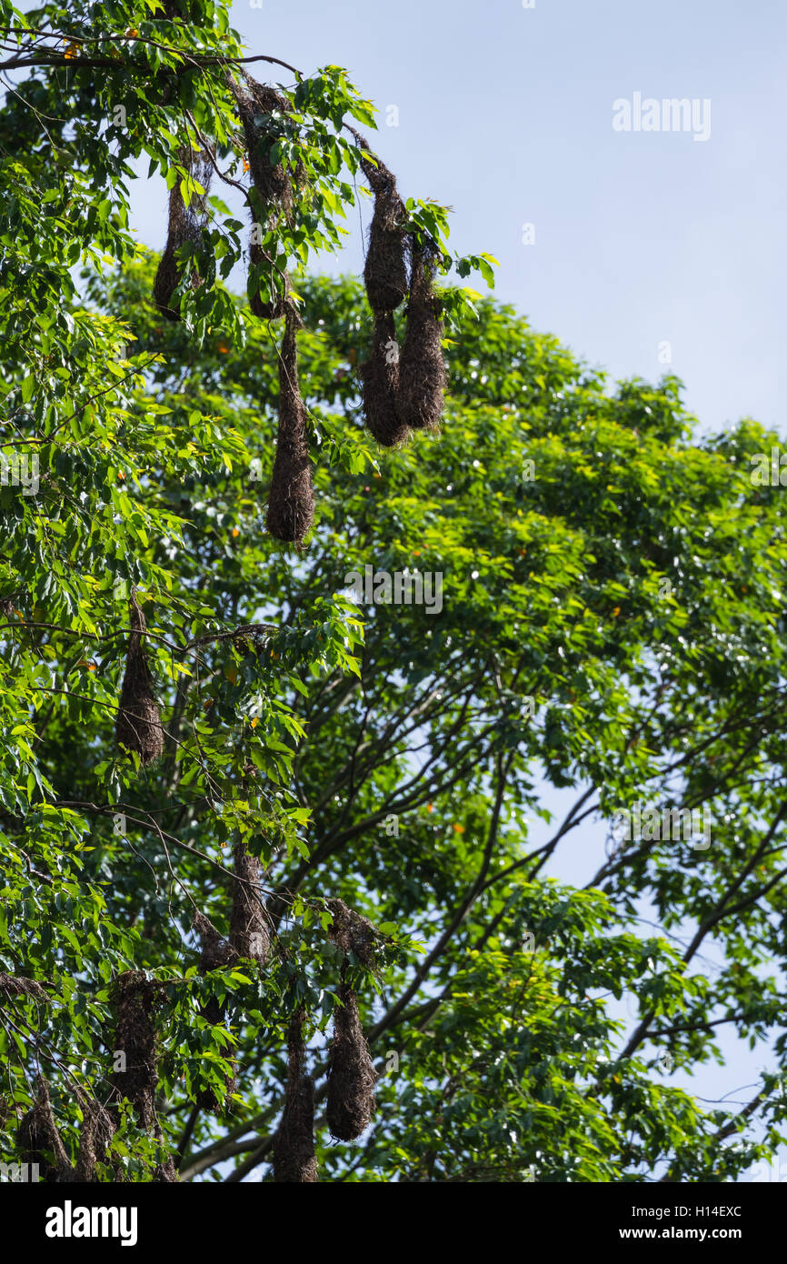 Oropendola nest hires stock photography and images Alamy