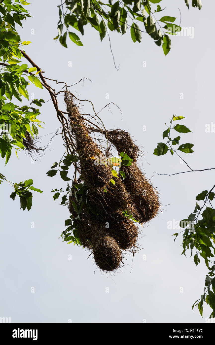Oropendola nests hanging from a tall tree in San Carlos, Costa Rica