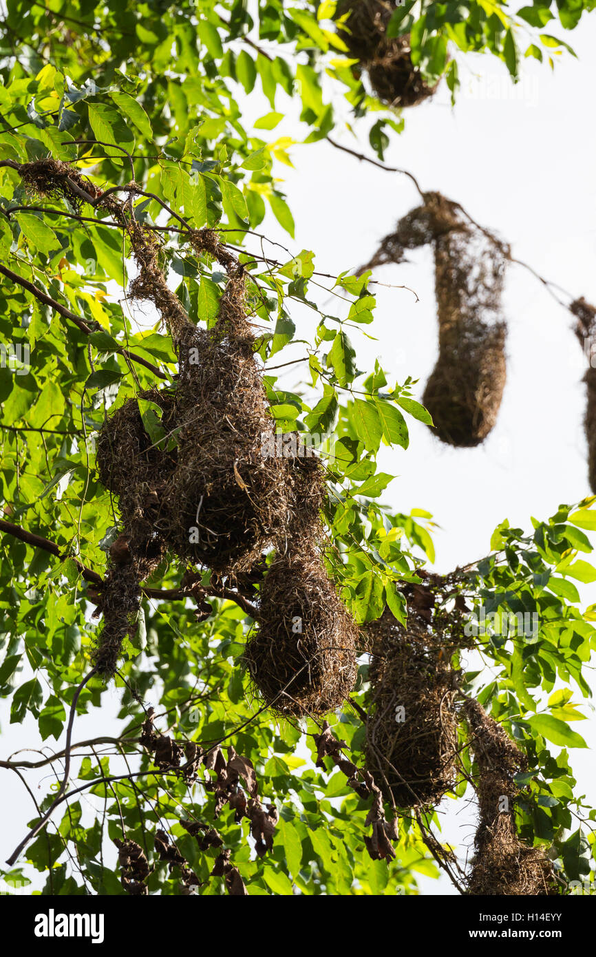 Oropendola Bird Nest Stock Photos & Oropendola Bird Nest Stock Images