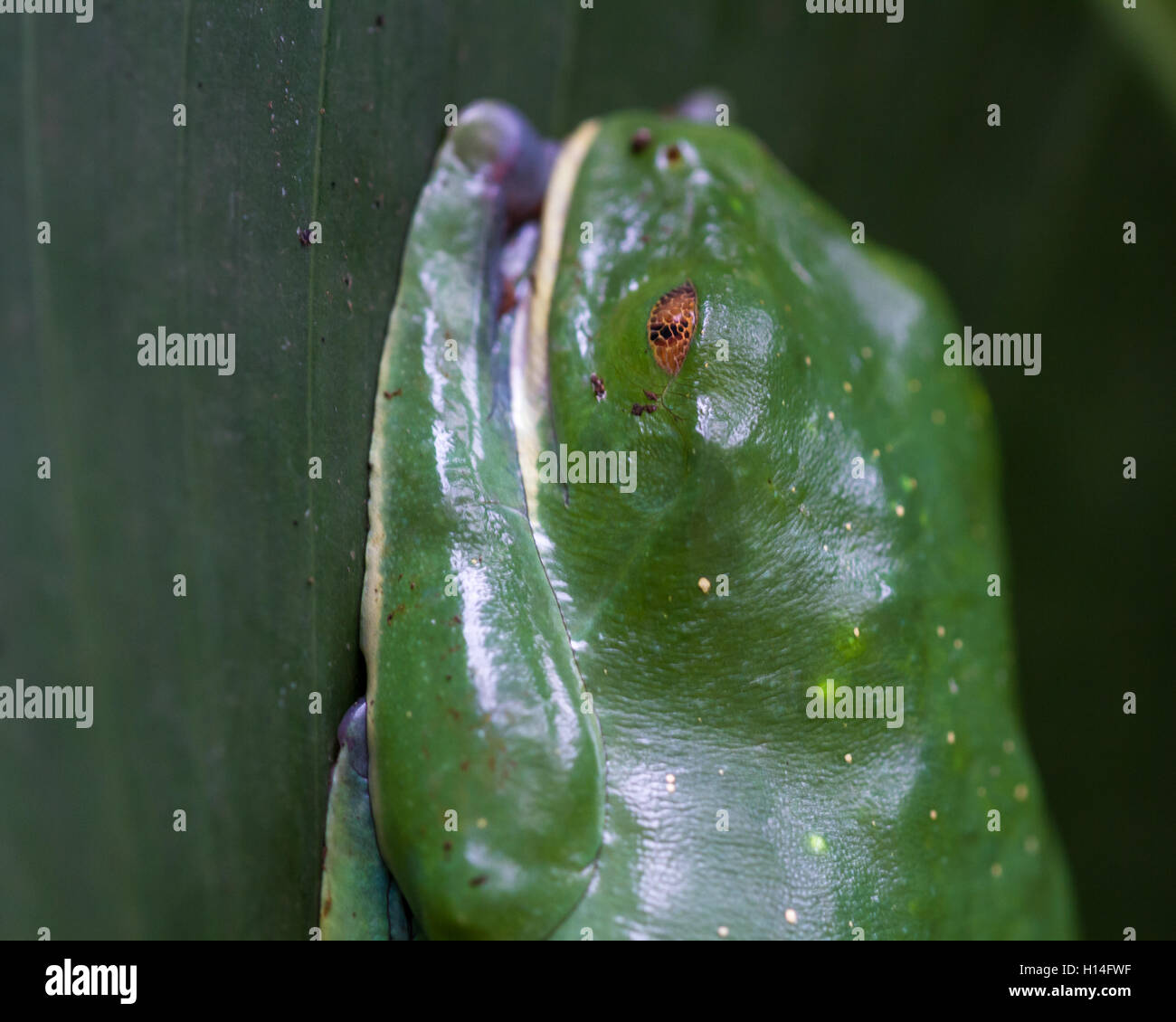 Close up of a splendid leaf frog resting on a broad green leaf Stock Photo