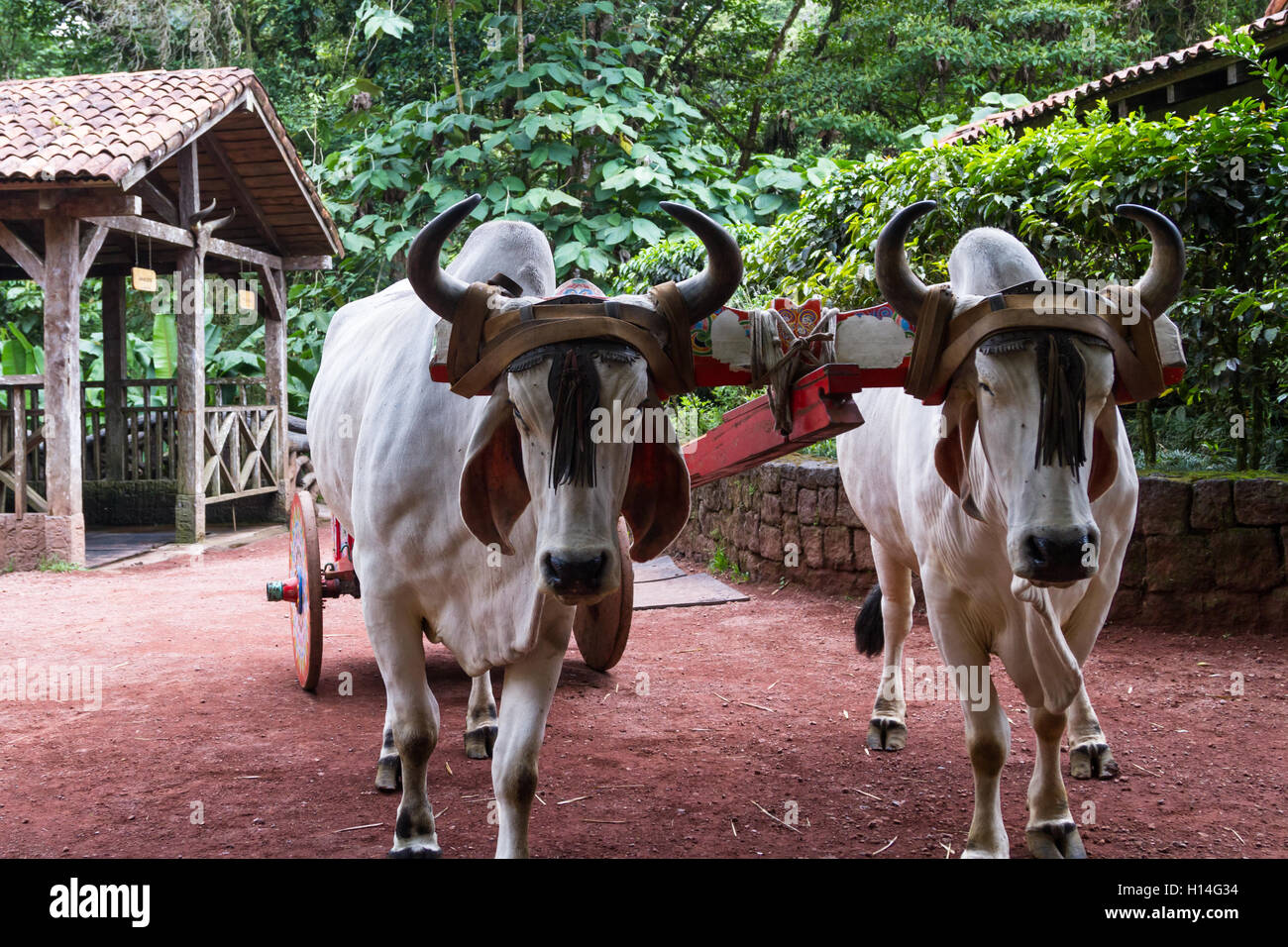 two ox with a traditionally painted cart with festive colors in Costa Rica  Stock Photo - Alamy