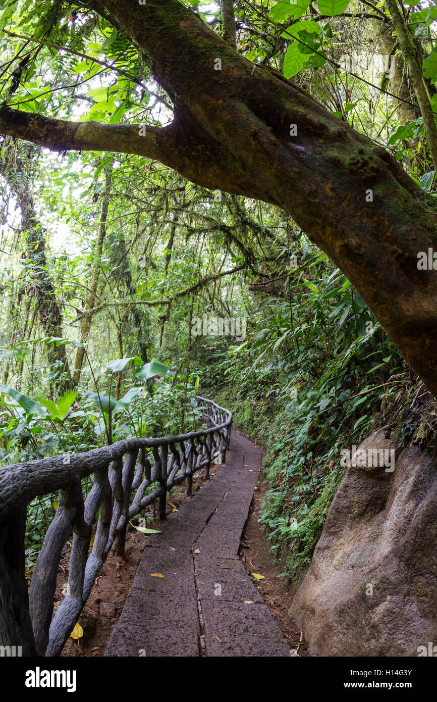 Tropical rainforest walk path eco hi-res stock photography and images ...