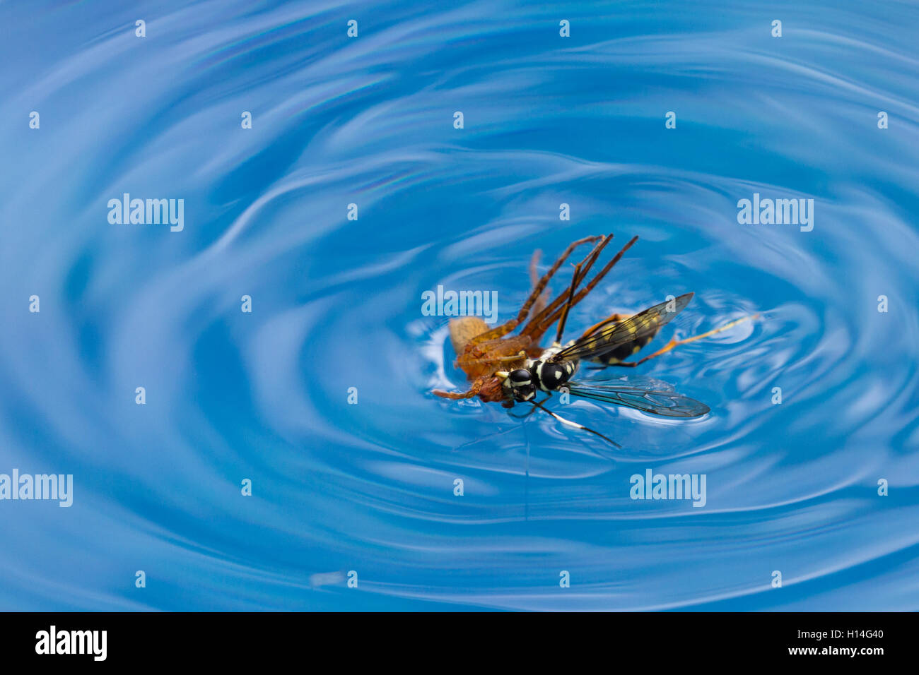 Drowning wasp hires stock photography and images Alamy