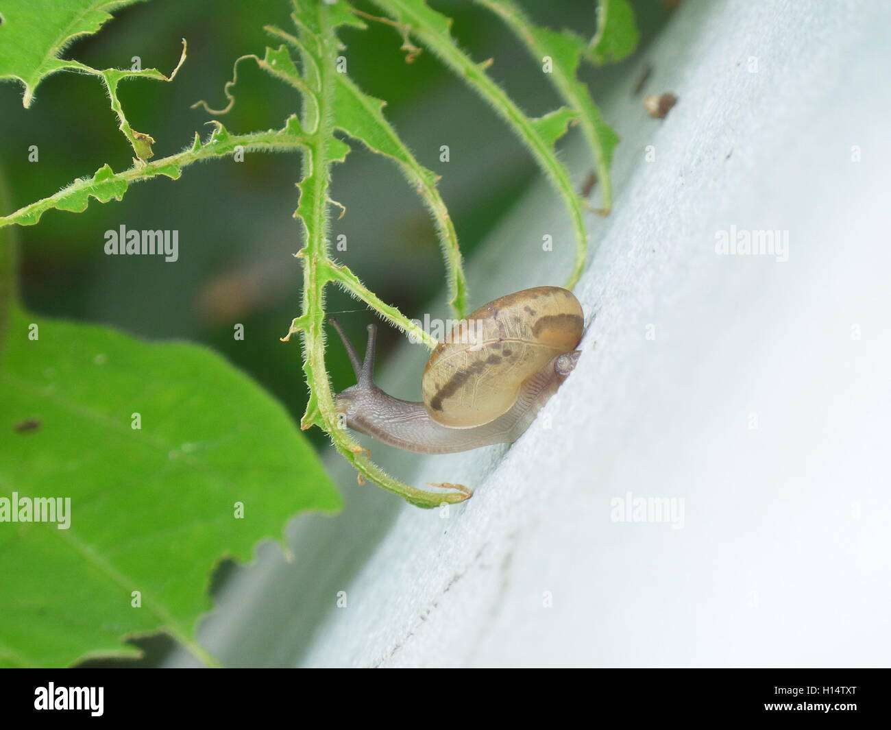 Little Snail on the White Wall Having Green Leaf for Brunch Stock Photo ...