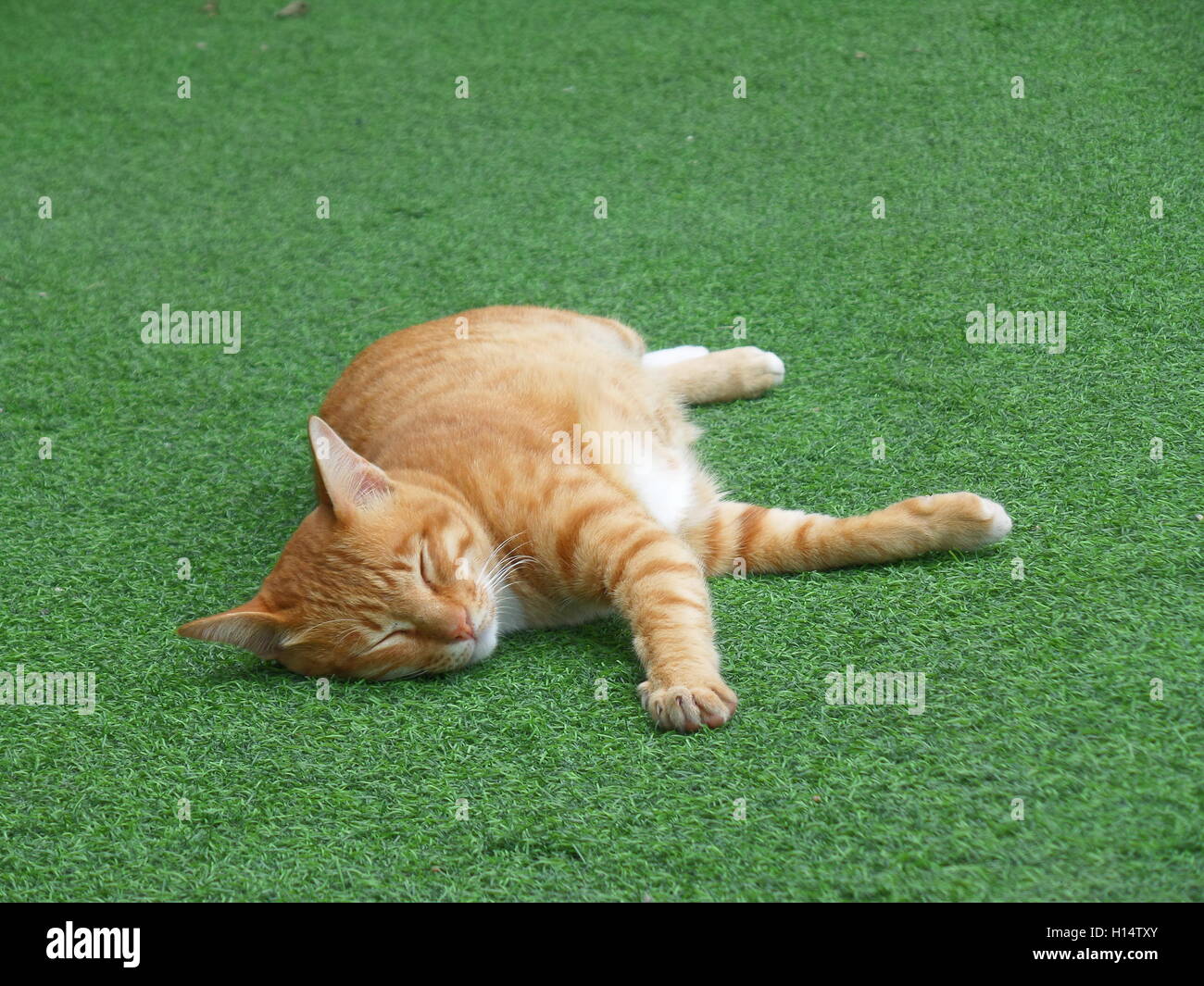 A Brown Cat Taking a Nap on the Green Grass Stock Photo