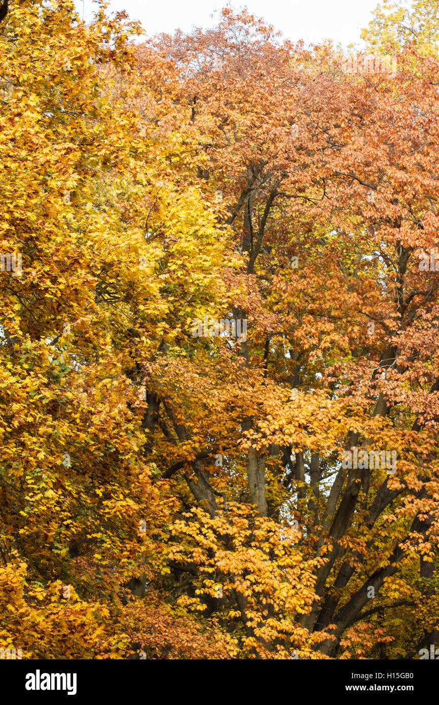 Trees with yellow and orange leaves in autumn park Stock Photo - Alamy