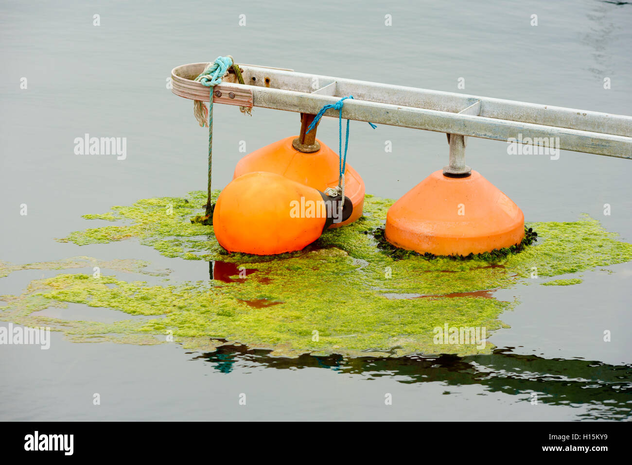 Skarhamn, Sweden - September 9, 2016: Environmental documentary of algae growth on mooring buoys in marina. Stock Photo