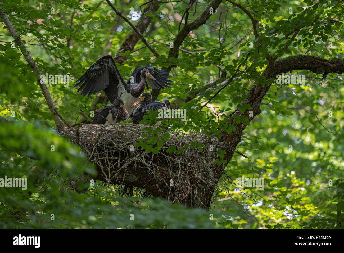 Black Stork / Schwarzstorch ( Ciconia nigra ), offspring, chicks, almost fledged, in typical nest, hidden in a treetop, old tree Stock Photo
