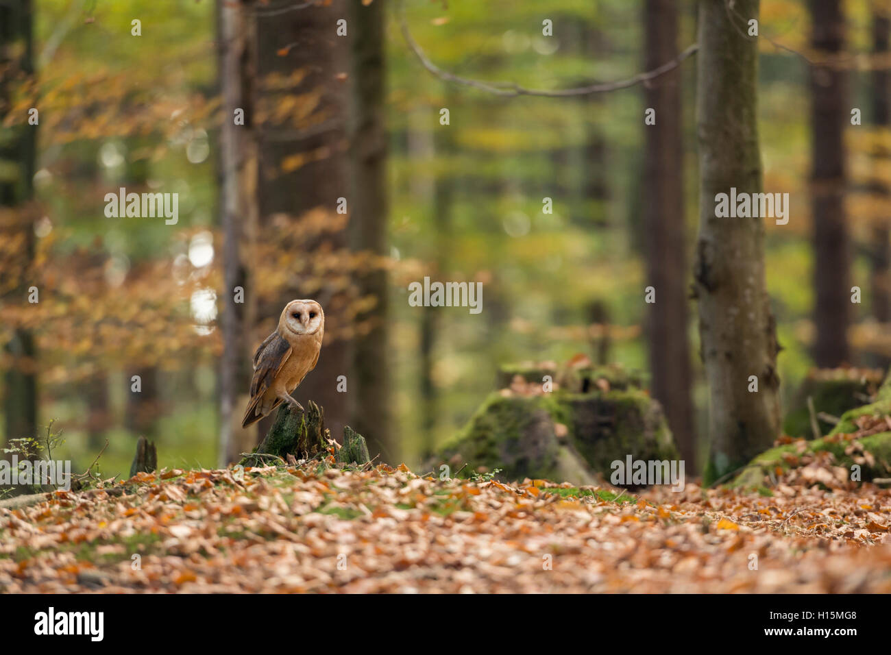 Barn Owl / Schleiereule ( Tyto alba ) perched on a rotten tree stub, in autumnal coloured open woods, Europe. Stock Photo