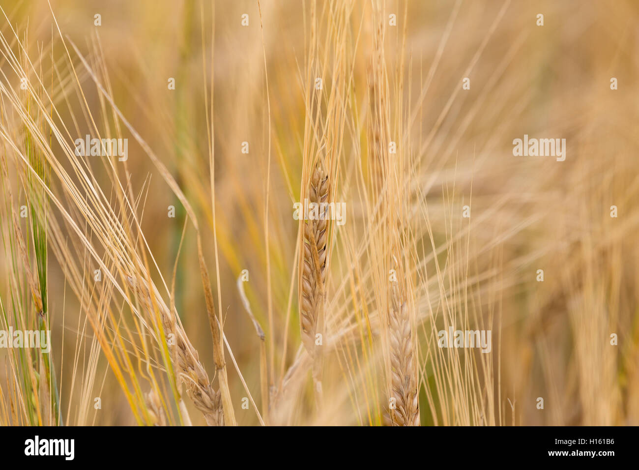 detail of Organic golden summer wheat grains with shallow focus. Summer harvesting concept Stock Photo
