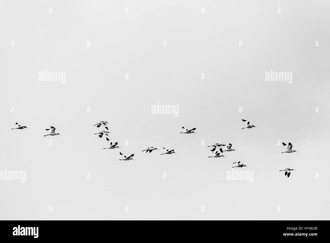 Black and white shot of a  flock of flying Avocets Stock Photo