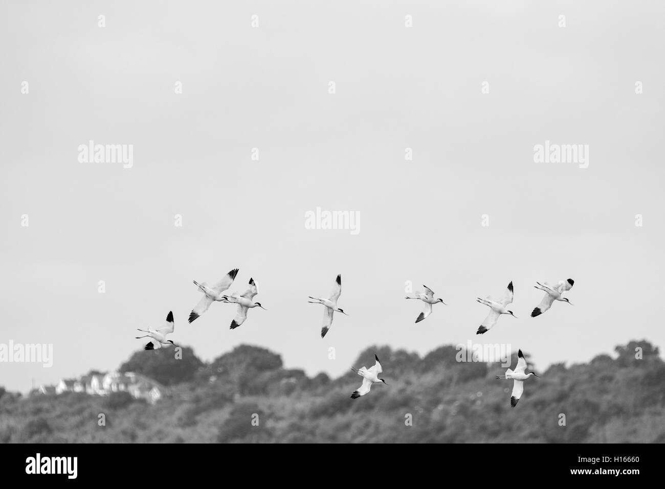 Black and white shot of a  flock of flying Avocets Stock Photo