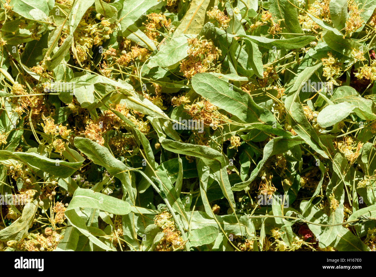 Lime tree flowers hires stock photography and images Alamy