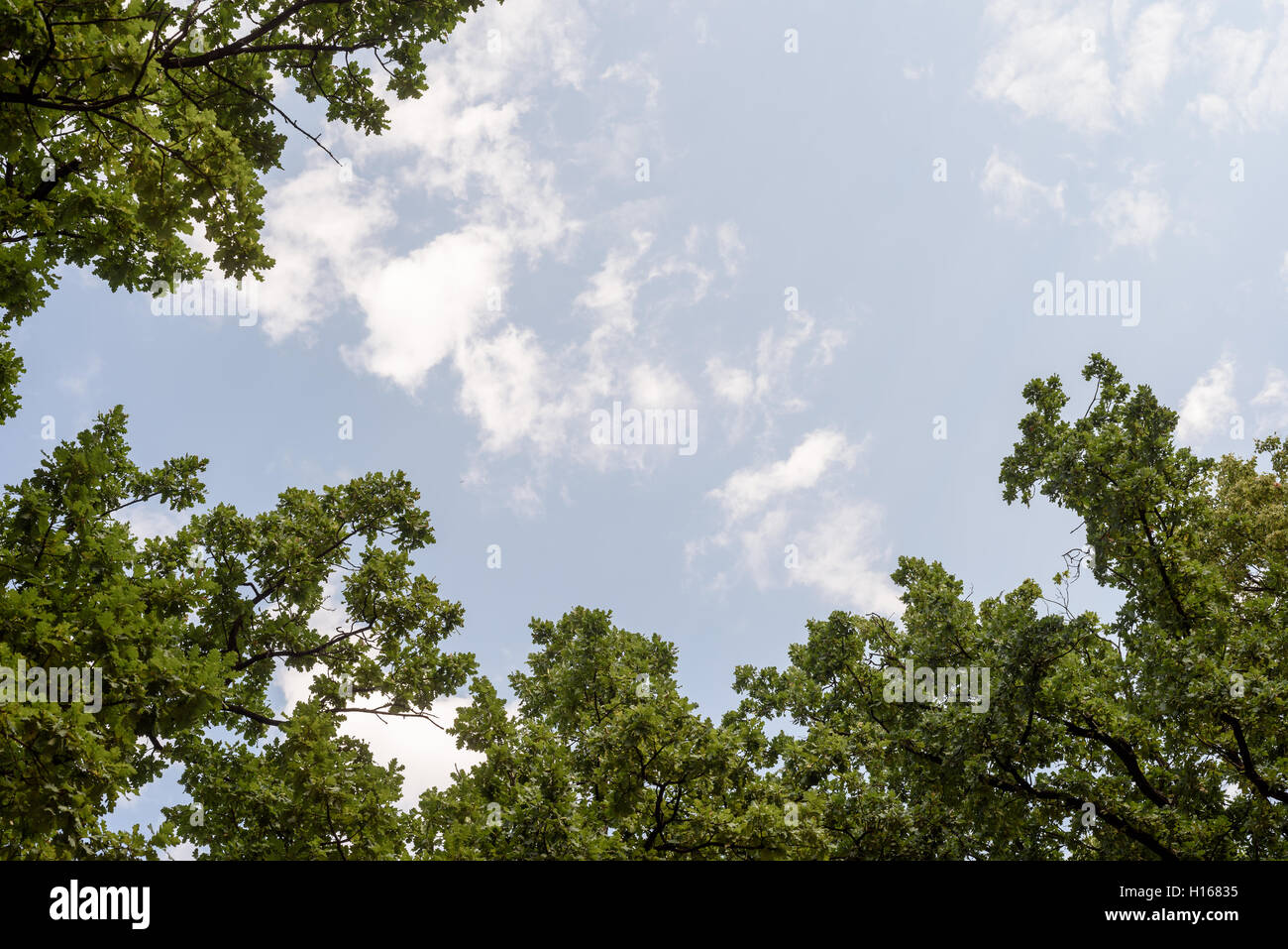 Large oak tree growing against a blue sky with copyspace area for forest based designs. Stock Photo