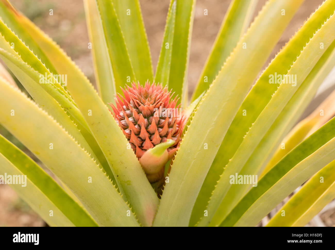 Pineapple plant, Ananas comosus, with new fruit growing Stock Photo Alamy