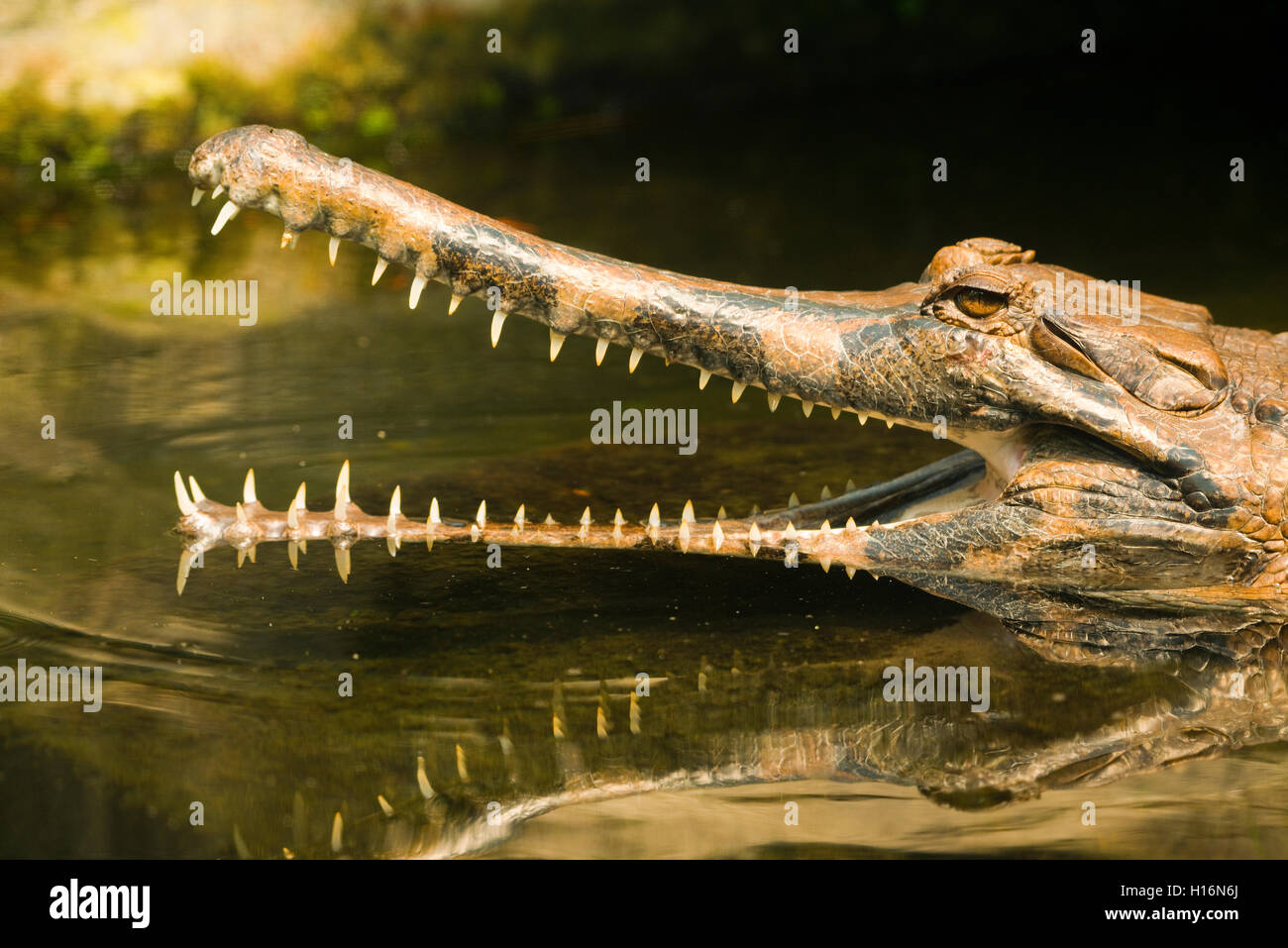 False gharial (Tomistoma schlegelii) with its mouth open, in the water, portrait, captive Stock Photo