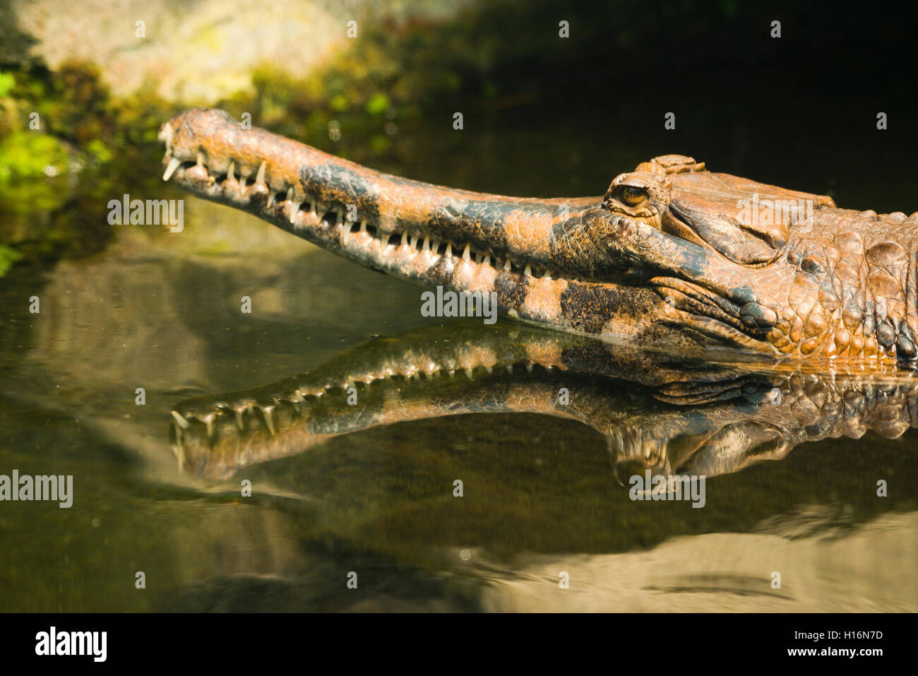 False gharial (Tomistoma schlegelii) in the water, portrait, with reflection, captive Stock Photo