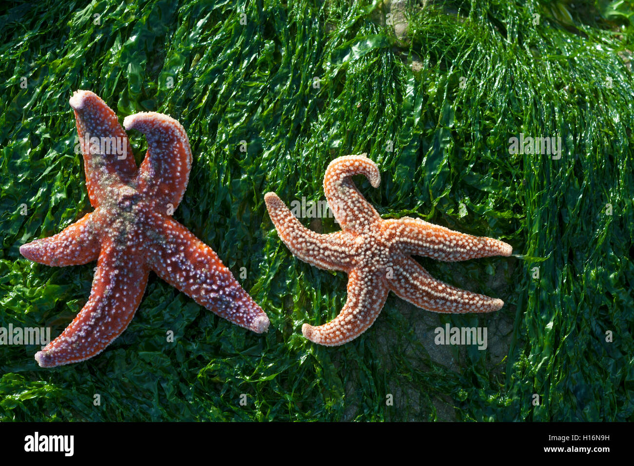 Starfish (Asteroidea) on seaweed at low tide, Atlantic Coast, France Stock Photo