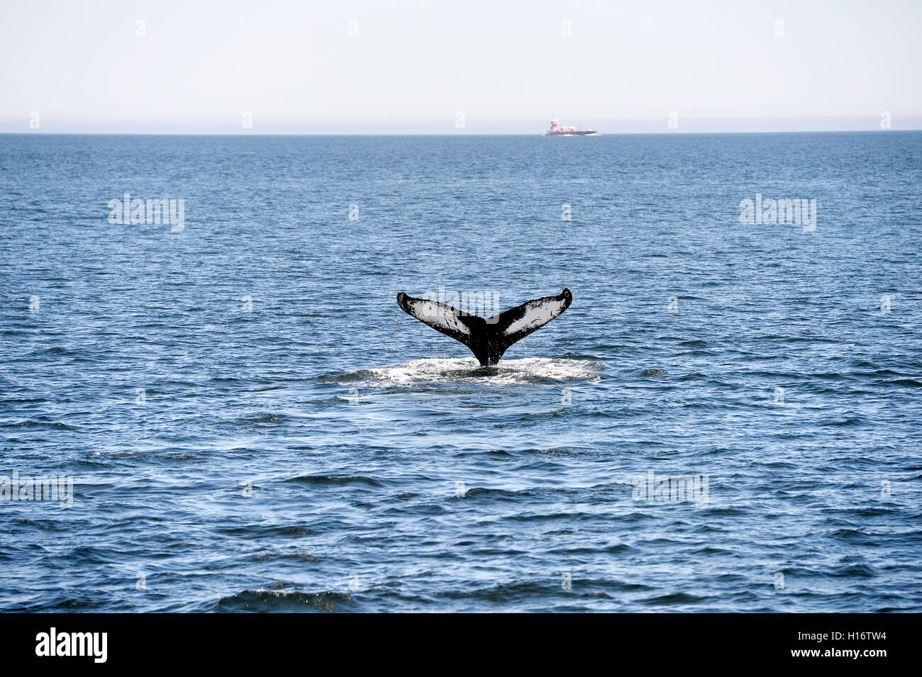 Whales watching, Quebec, Saint-Laurent river in front of Tadoussac, Quebec, Canada Stock Photo