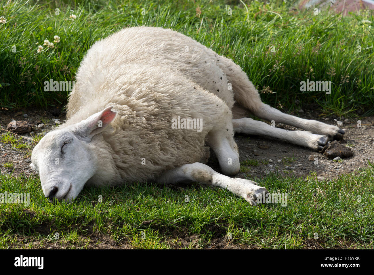 sheep sleeping on the pastures of Norway Stock Photo
