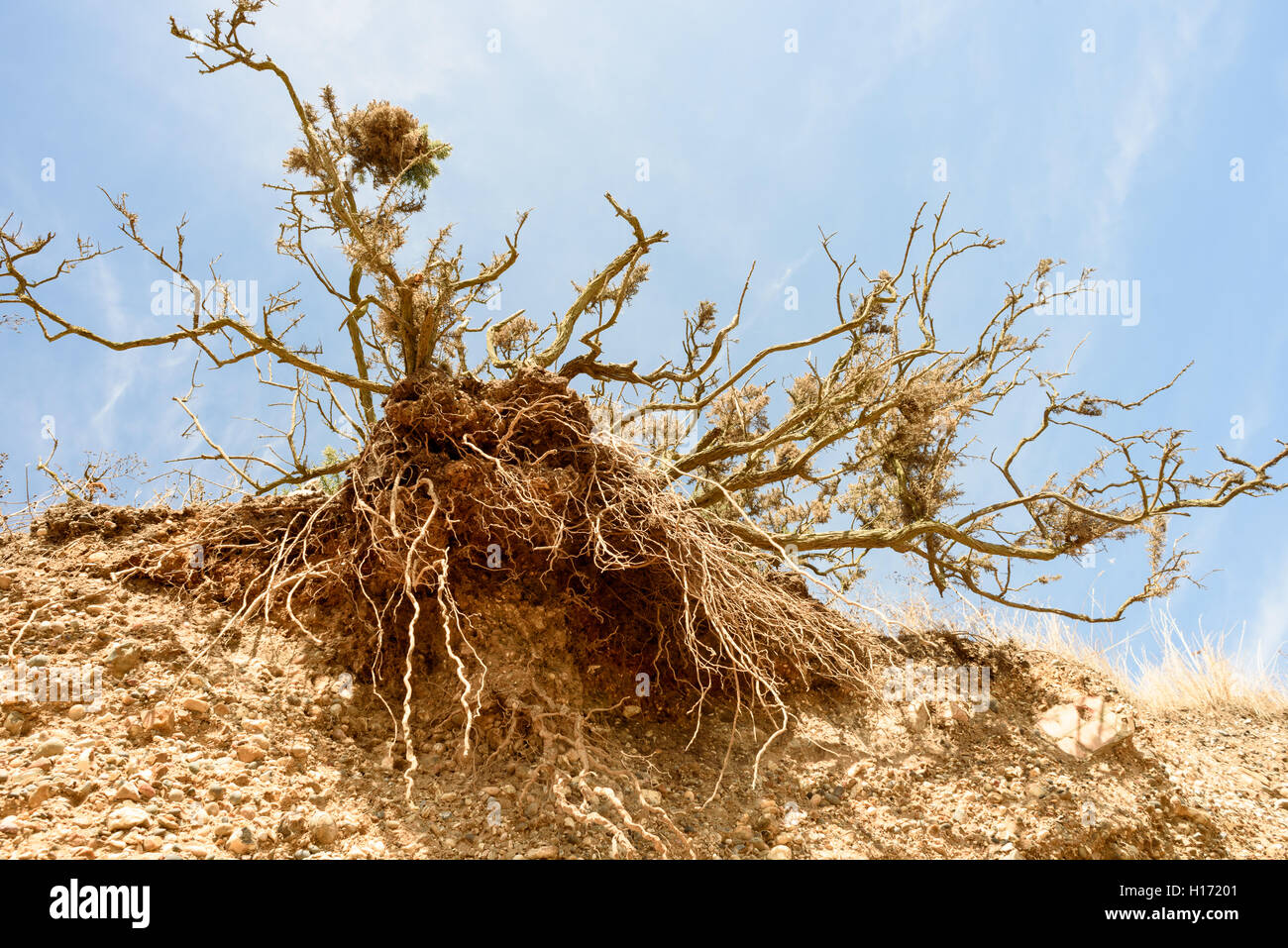 Eroded Tree Roots Drainage erosion hi-res stock photography and images - Alamy