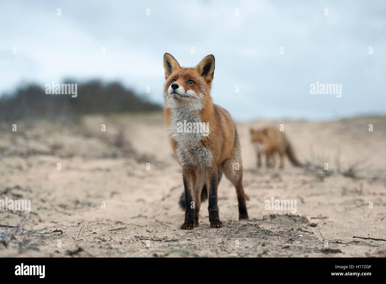 Red Foxes / Rotfuchs ( Vulpes vulpes ) standing on a sandy path, in nice winter fur, funny close-up from a low point of view. Stock Photo
