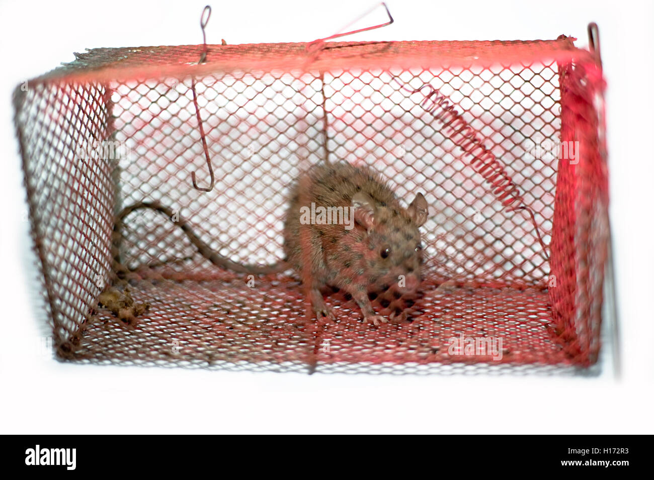 Rat cage india sale