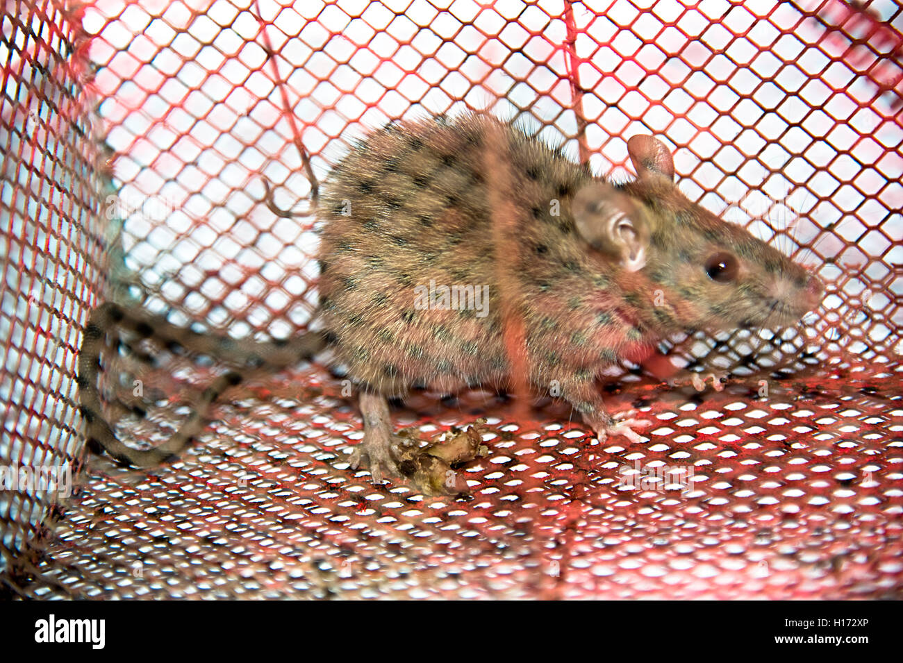 Rat trapped in a humane live rat trap Stock Photo - Alamy