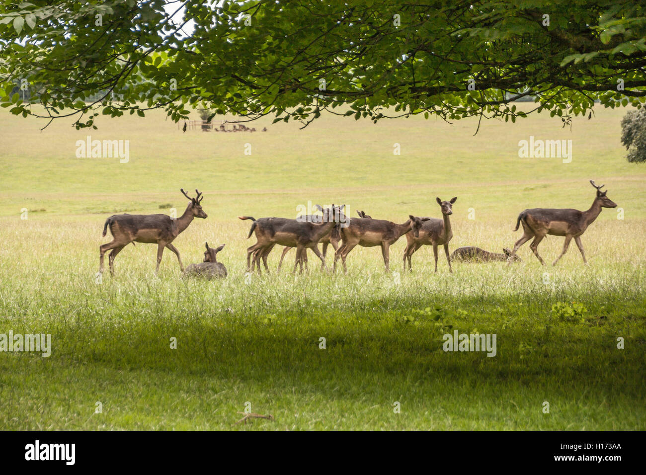 Scenic view of the reindeers grazing in the  grounds of Raby Castle,Staindrop,County Durham,England Stock Photo